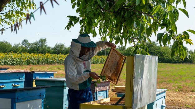 Foto el apicultor está trabajando con las abejas apicultor en ropa protectora trabaja en un colmenar casero