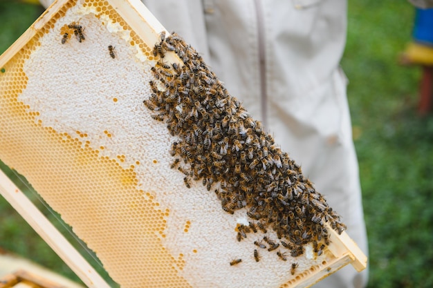 Apicultor trabajando recolectando miel Concepto de apicultura