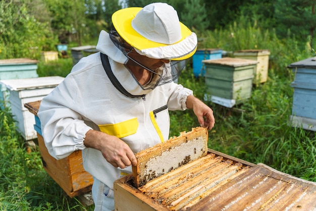 Apicultor trabalha com abelhas no apiário