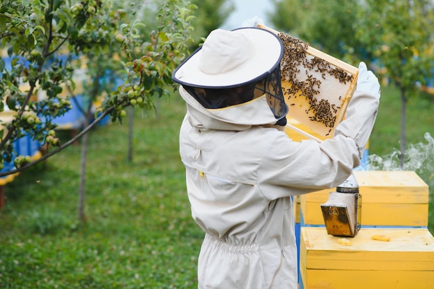 Apicultor trabalhando coletar mel Conceito de apicultura