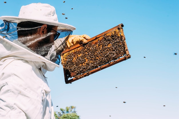 Apicultor trabalhando na coleta de mel