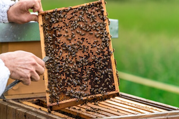 Apicultores inspecionam abelhas em uma moldura de cera em uma apicultura