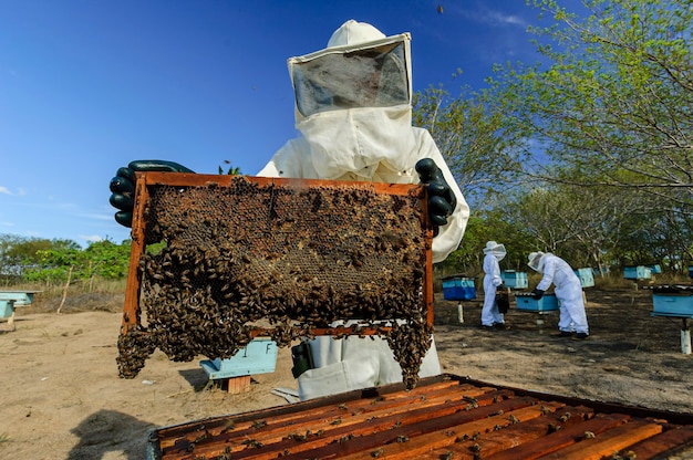 Los apicultores con panales en sus manos recolectando miel de abeja en Jacarau Paraiba Brasil