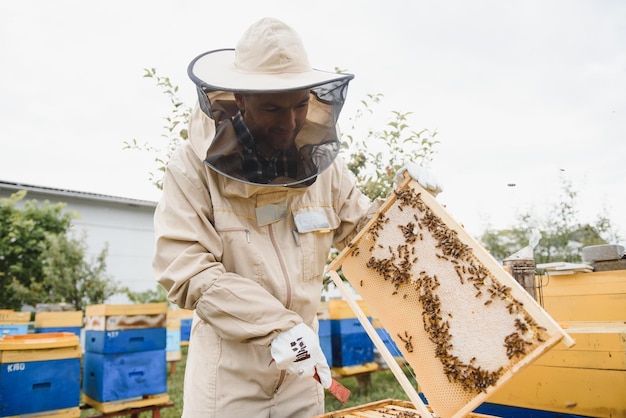 Apicultura apicultor en el trabajo abejas en vuelo