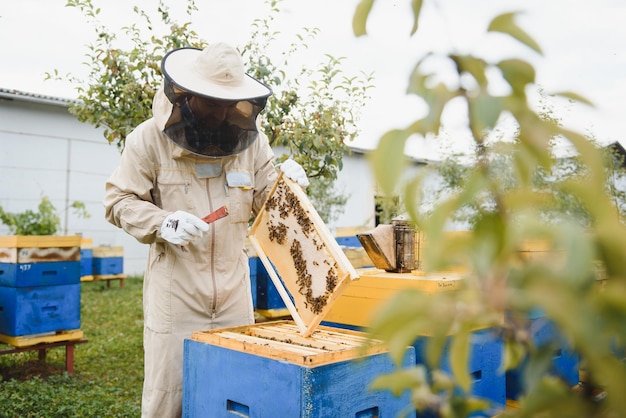 Foto apicultura apicultor en el trabajo abejas en vuelo