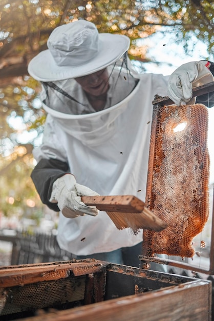 Apicultura e agricultura de fazenda de mel com uma agricultora trabalhando como apicultor no campo Agricultura e produção de quadro com uma apicultor trabalhando com abelhas para produtos frescos