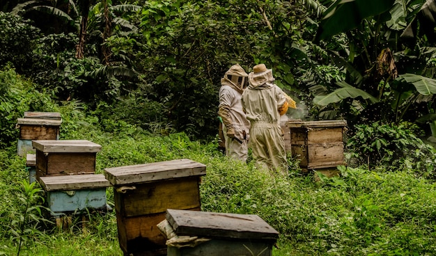 apicultura en la selva de Guatemala