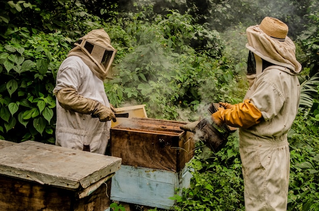 apicultura en la selva de Guatemala