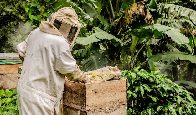 apicultura en la selva de Guatemala