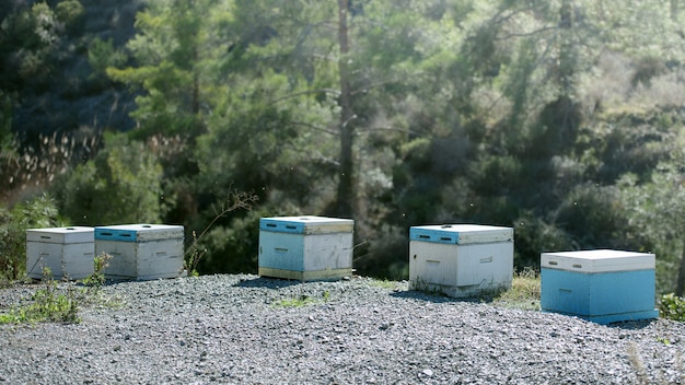 Apicultura tradicional en Chipre. Colmenas de abejas y abejas volando a su alrededor en un bosque de pinos