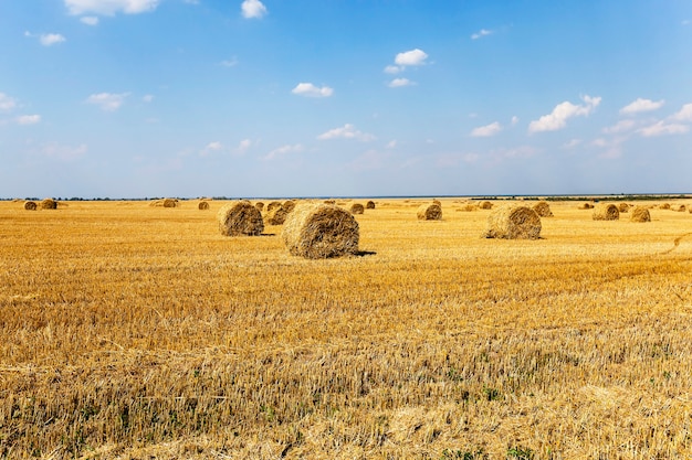 Apilados en la paja del campo agrícola de los Pajares. cereales. el verano