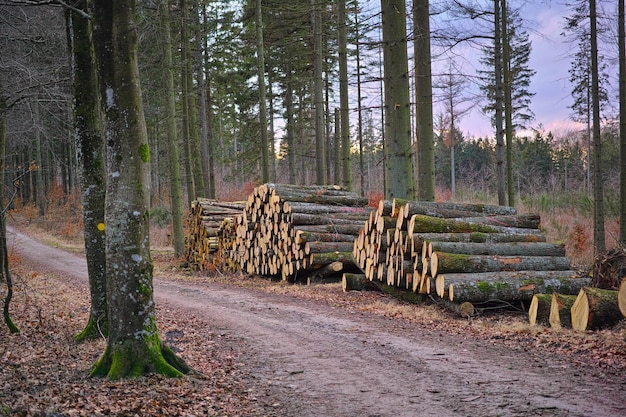 Apilando para el invierno Una gran pila de madera