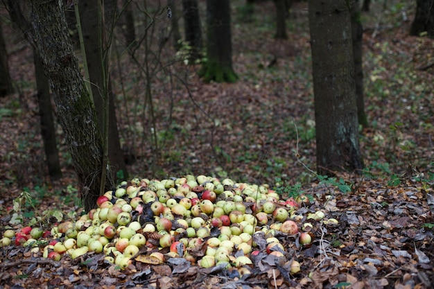 Apilar con manzanas dañadas y podridas en el suelo en la naturaleza en el jardín del bosque y compost de residuos de alimentos