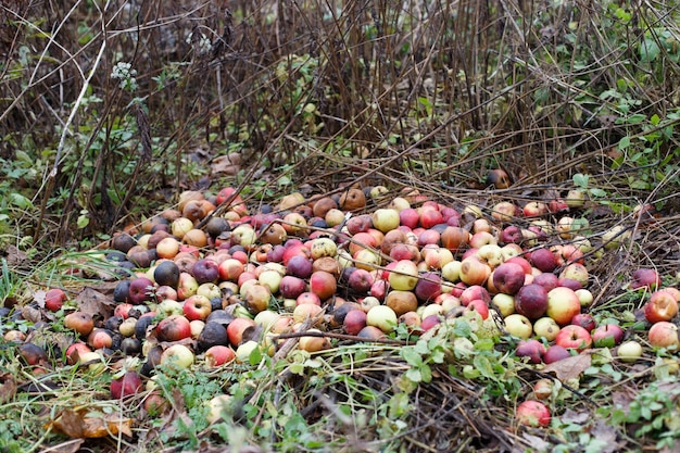 Apilar con manzanas dañadas y podridas en el suelo en la naturaleza en el jardín del bosque y compost de residuos de alimentos
