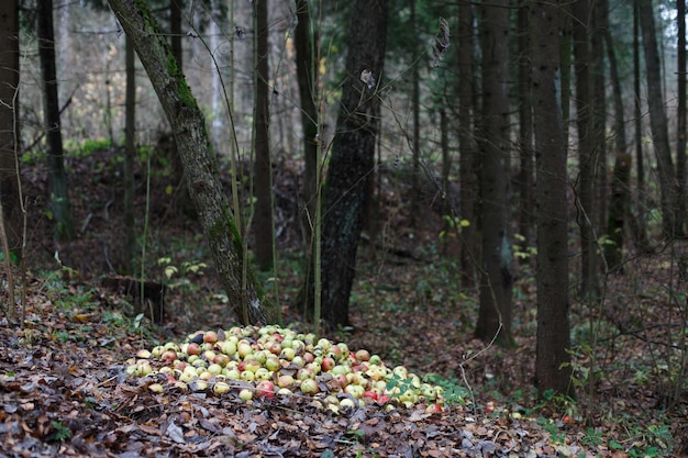 Apilar con manzanas dañadas y podridas en el suelo en la naturaleza en el jardín del bosque y compost de residuos de alimentos