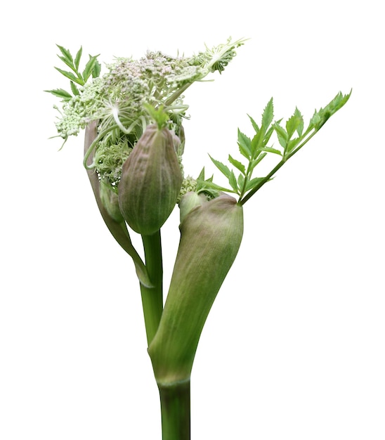 Foto el apio silvestre angelica archangelica se cultiva como hortalizas y plantas medicinales