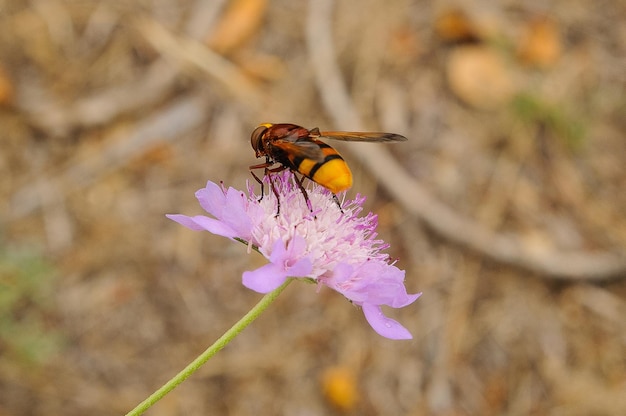 Apis Mellifera em flor