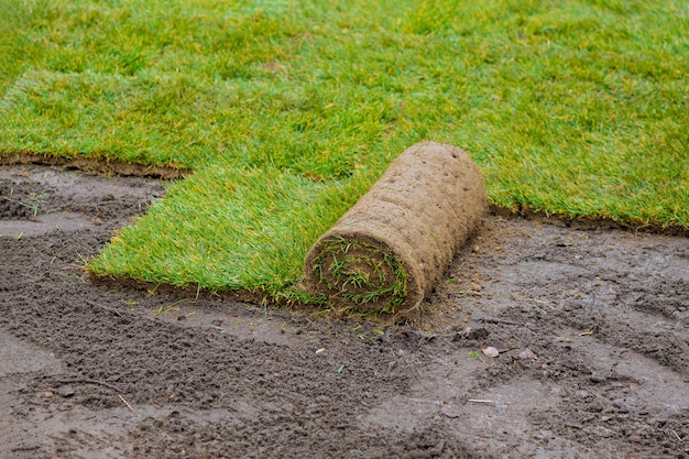 Aplicação de grama verde enrolada com grama para gramado novo aplicação de rolos de grama