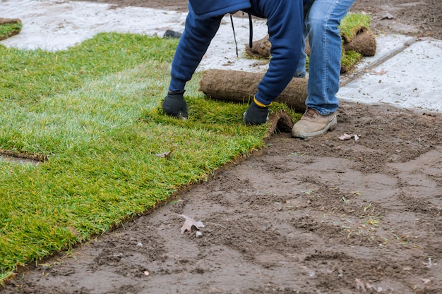 Aplicação de grama verde enrolada com grama para o novo gramado