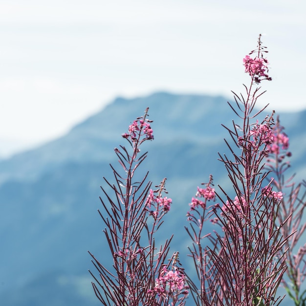 Apls suíços com flores rosa selvagens