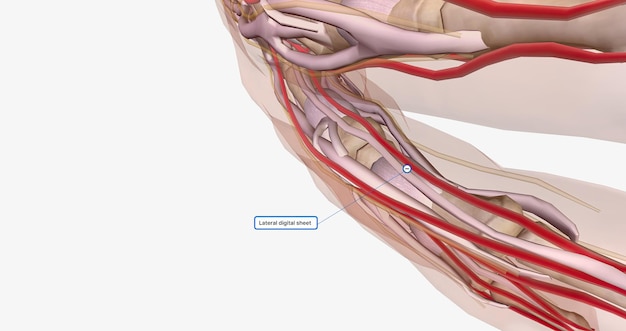 La aponeurosis o fascia palmar es una capa gruesa de tejido conectivo que se encuentra en la palma de la mano.