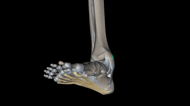 Foto la aponeurosis plantar es la modificación de la fascia profunda que cubre la suela
