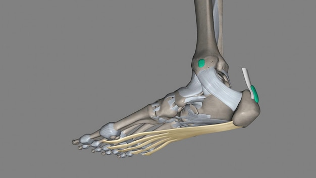 La aponeurosis plantar es la modificación de la fascia profunda que cubre la suela