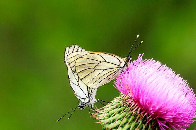 Aporia crataegi o el espino blanco es una especie de insecto lepidóptero de la familia Pieridae