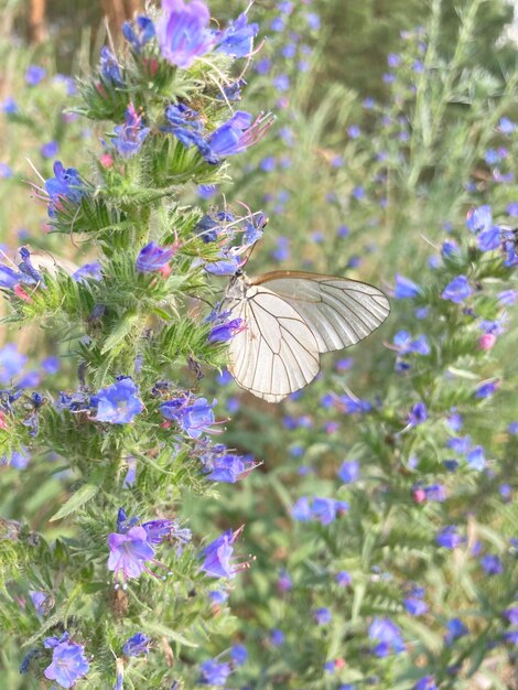 Aporia crataegi sentado em Echium vulgare de perto