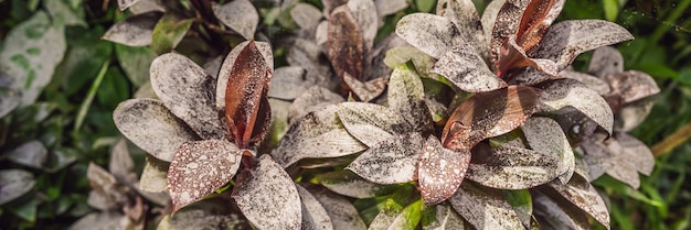 Após a erupção das plantas vulcânicas cobertas com cinzas de um formato longo de banner de vulcão