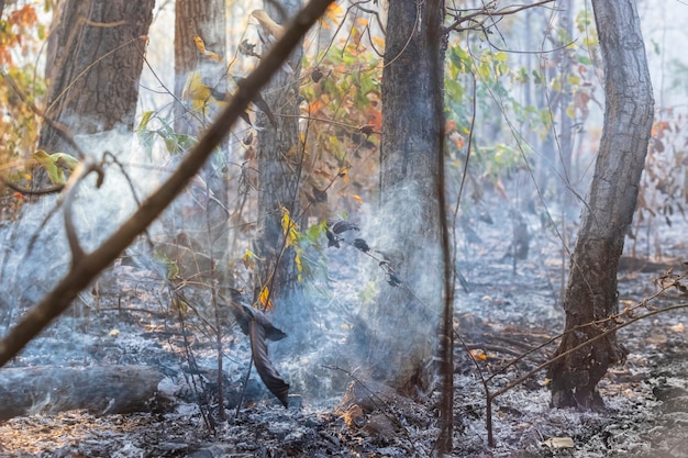 Após o desastre de incêndio na floresta tropical está queimando causado por humanos