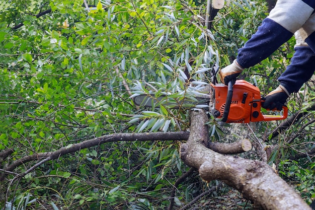 Após um furacão, uma tempestade danifica árvores com serviços profissionais da cidade que cortam uma árvore na cidade