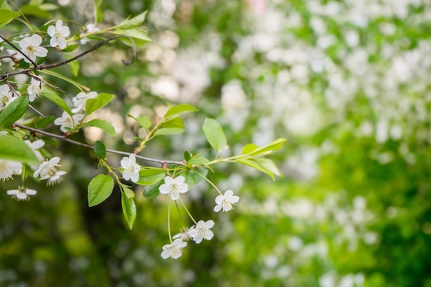 Apple florece árboles de primavera en flor flores blancas en los árboles