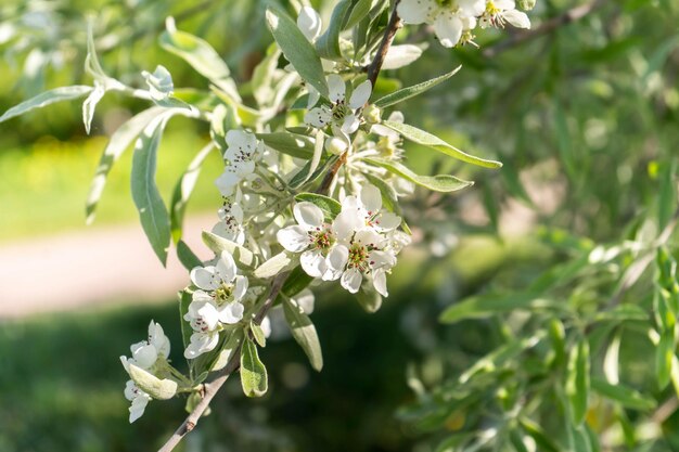 Apple florece árboles de primavera en flor flores blancas en los árboles