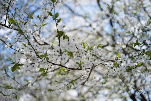 Apple florece en los árboles en primavera