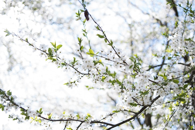 Apple florece en los árboles en primavera