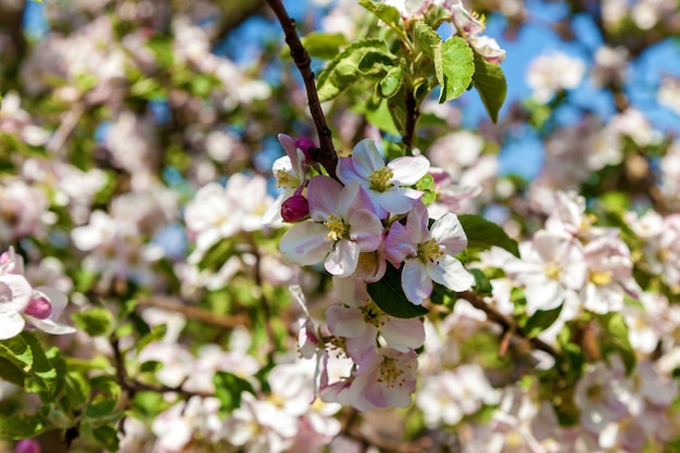 Apple florece en primavera. Manzana de flor sobre fondo de naturaleza, flores de primavera