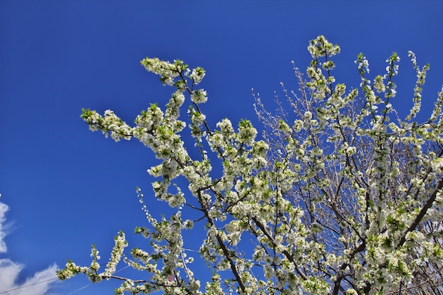 Apple florece en primavera en las montañas