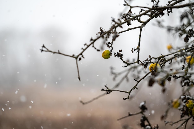 Apple in einem Baum während eines Schneefalls in der Wintersaison