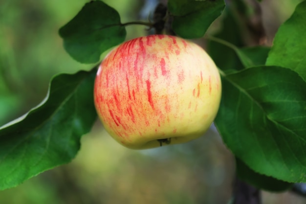 Apple en el jardín verano otoño