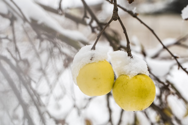 Apple pesa sobre las ramas en la nieve