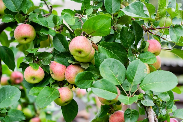 Apple trägt auf Baumbusch, Abschluss oben Früchte