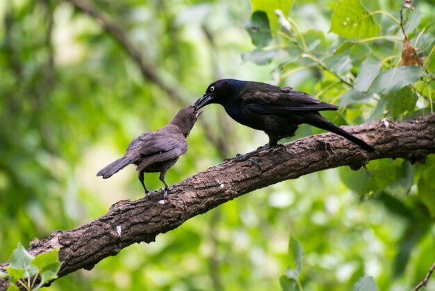 Apple Valley, Minnesota. Commom Grackle, Quiscalus quiscula alimentando al joven novato en la rama de un árbol.