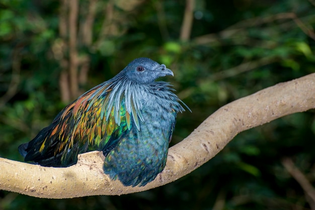 Apple Valley, Minnesota. Nicobar Pigeon, Caloenas nicobarica, morador de solo colorido, sentado em um galho de árvore.