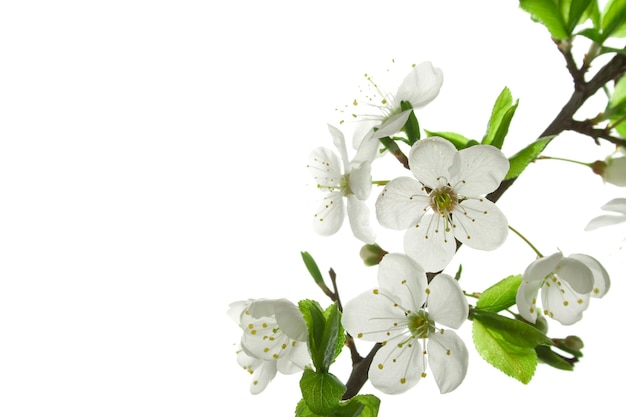 Appletree flores Elementos de diseño aislado en blanco