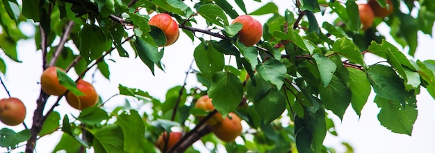 Aprikose auf einem Baum im Garten. Selektiver Fokus.Natur