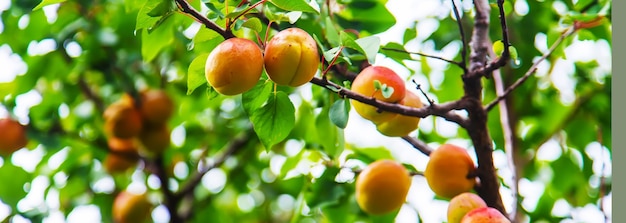 Aprikose auf einem Baum im Garten. Selektiver Fokus.Natur