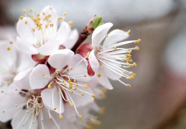 Aprikose, die im Garten blüht.