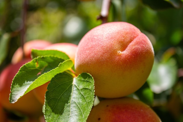 Aprikosen. Landwirtschafts- und Erntekonzept. Aprikosenfrüchte in einem Obstgarten.