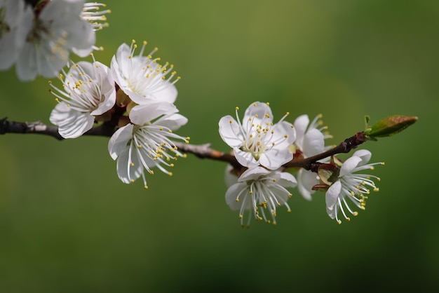 Aprikosenbaum blüht